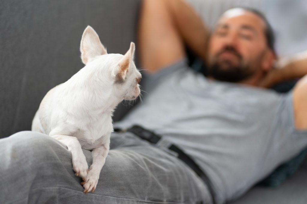 Disadvantages of sleeping with pets for pets, Why Your Dog Shouldn't Sleep With You